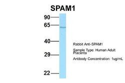 SPAM1 Rabbit anti-Human, Polyclonal, Novus Biologicals 0.1ml; Unconjugated:Antibodies,